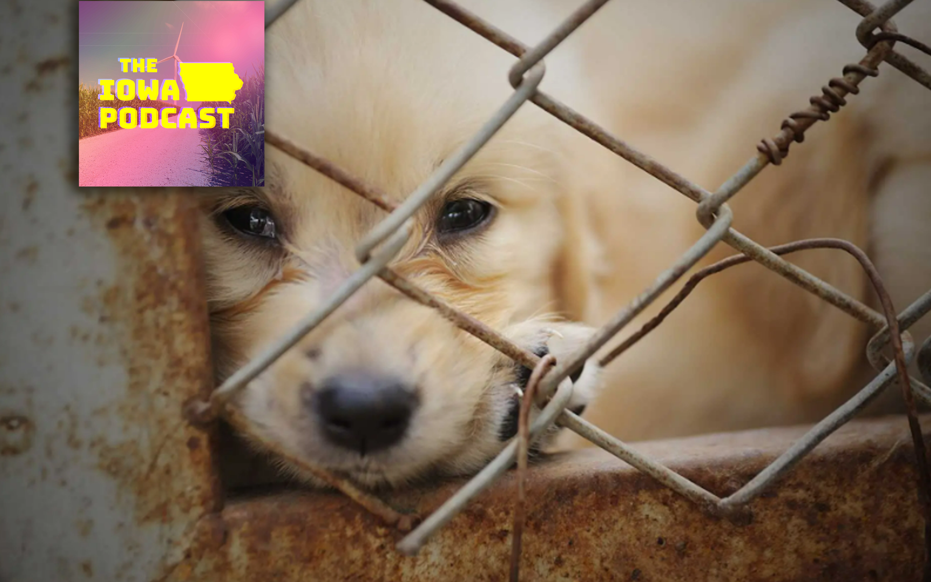 Iowa Puppy mills are a legal grey area