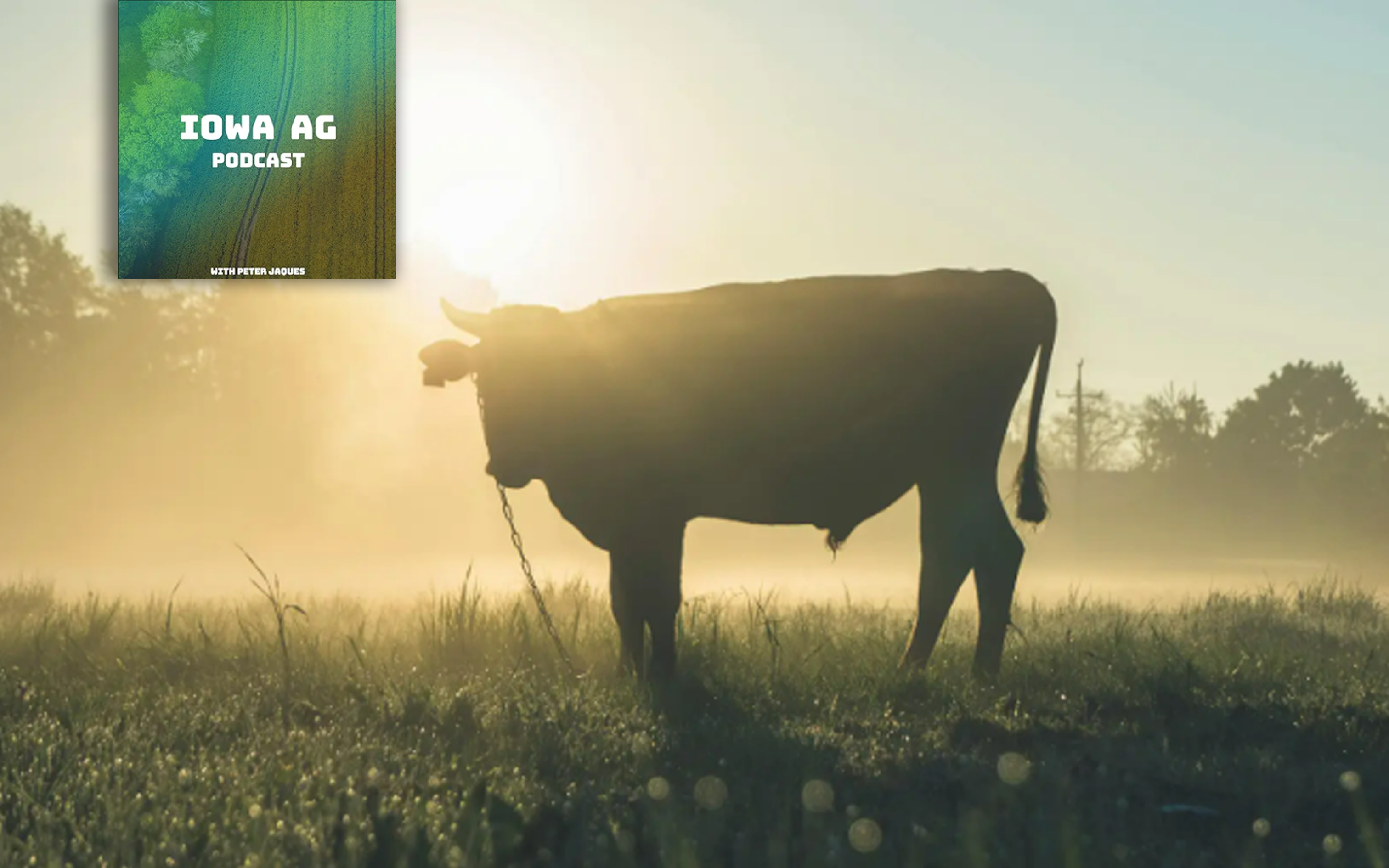 The start of sustainable beef using enclosed finishing